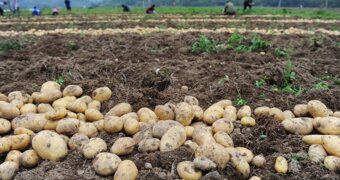 ​1,5 млн. тонна картошка жыйналды